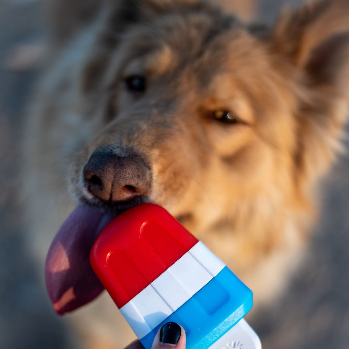 Pupsicle Dog Toy